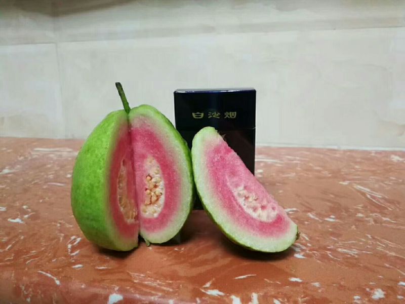 西瓜番石榴苗30~50cm