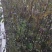 杜梨树2~4cm1.5~2米