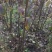 杜梨树2~4cm1.5~2米