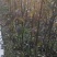 杜梨树2~4cm1.5~2米