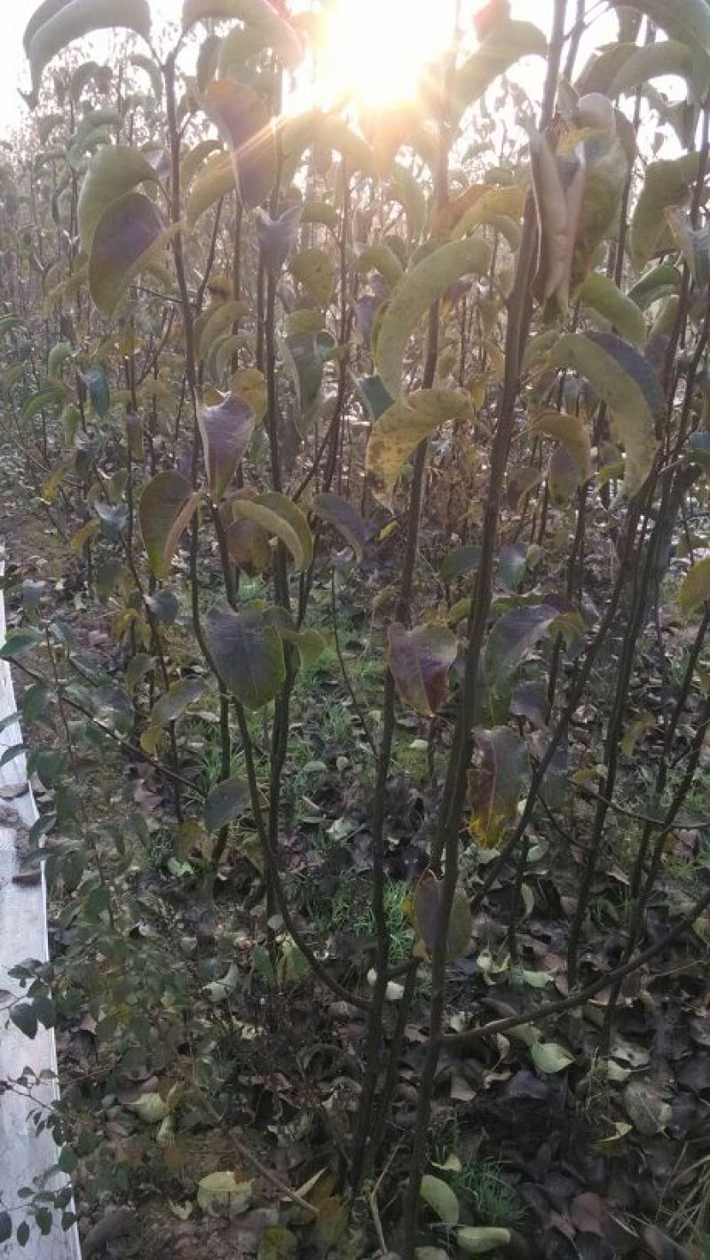 杜梨树2~4cm1.5~2米