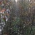 杜梨树2~4cm1.5~2米