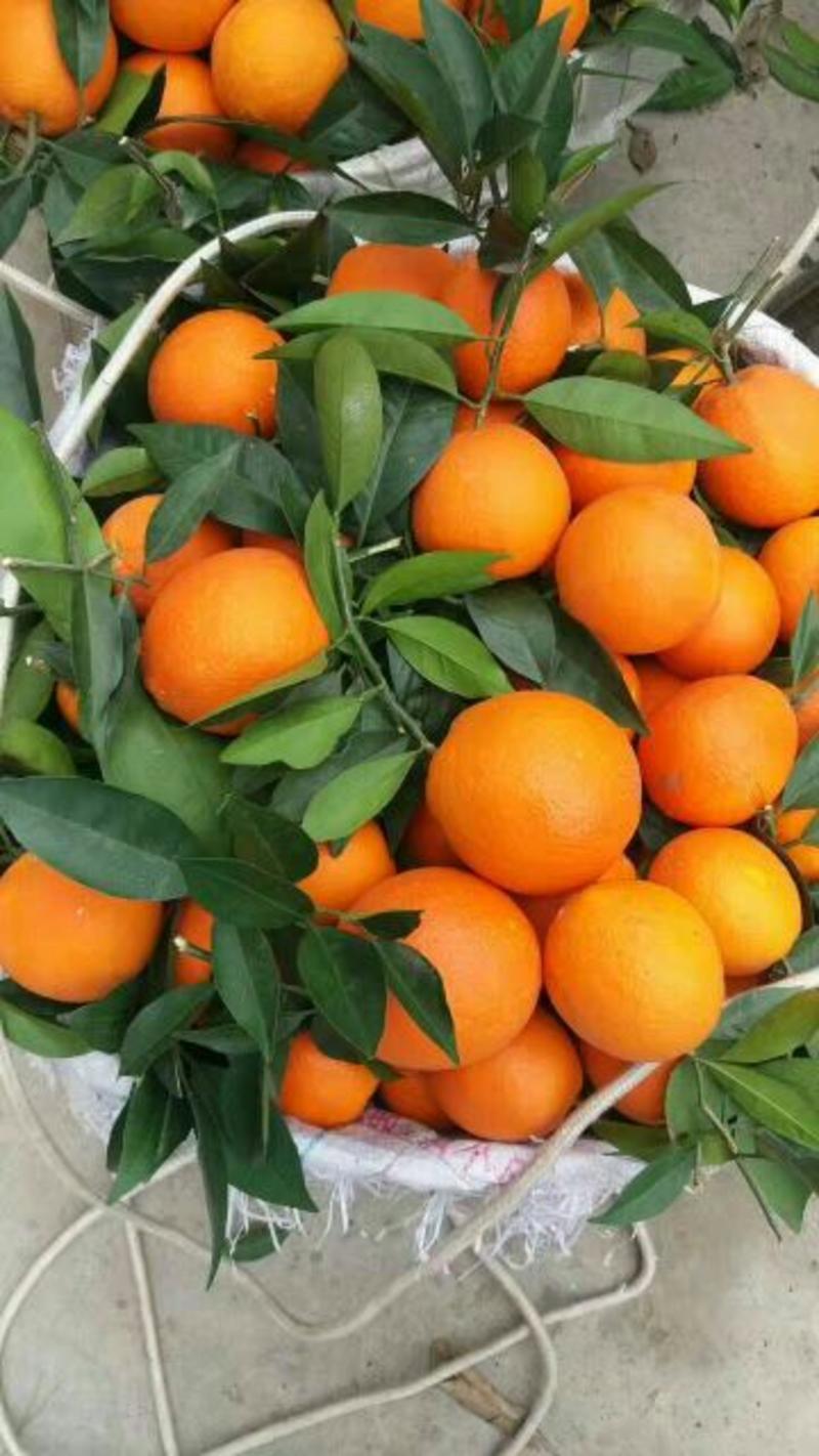 【脐橙】优质挂树鲜个头大表皮光滑品相上乘价格