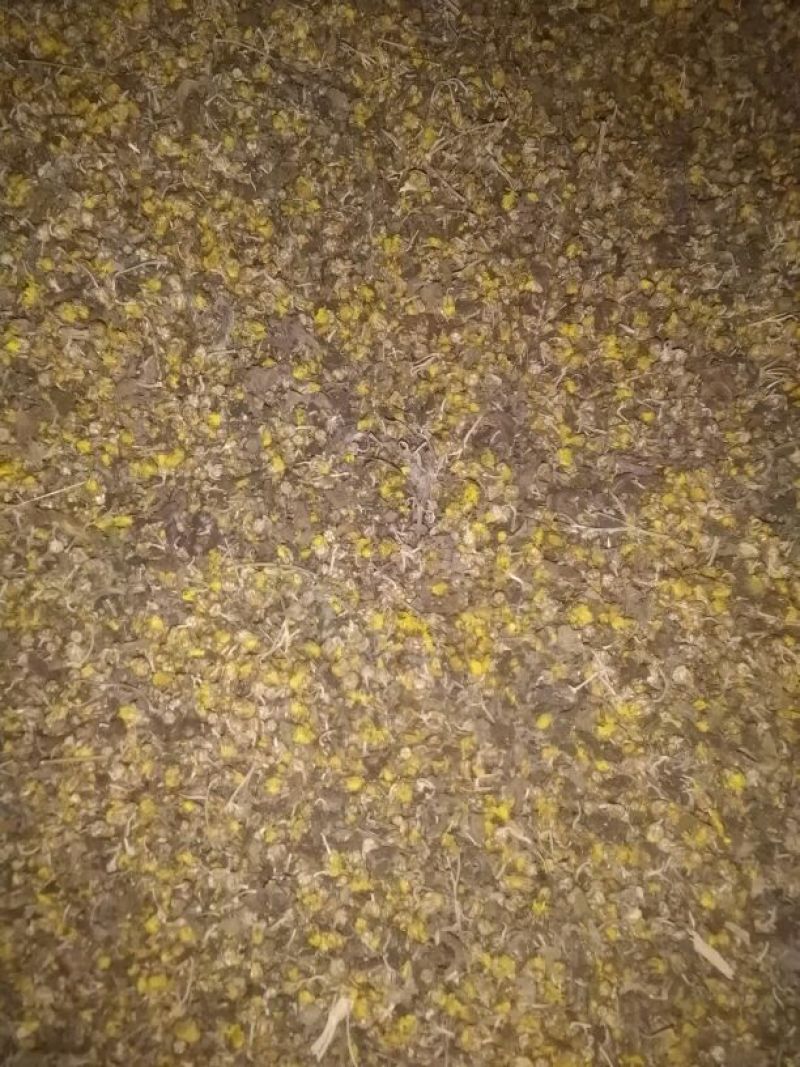野菊花散装