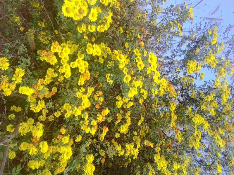 野菊花袋装