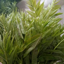 香椿芽20cm以下