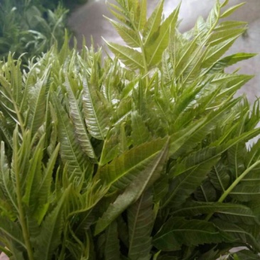 香椿芽20cm以下