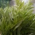 香椿芽20cm以下