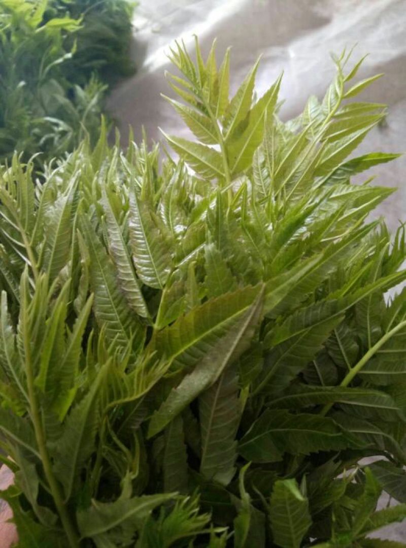 香椿芽20cm以下