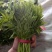 香椿芽20cm以下