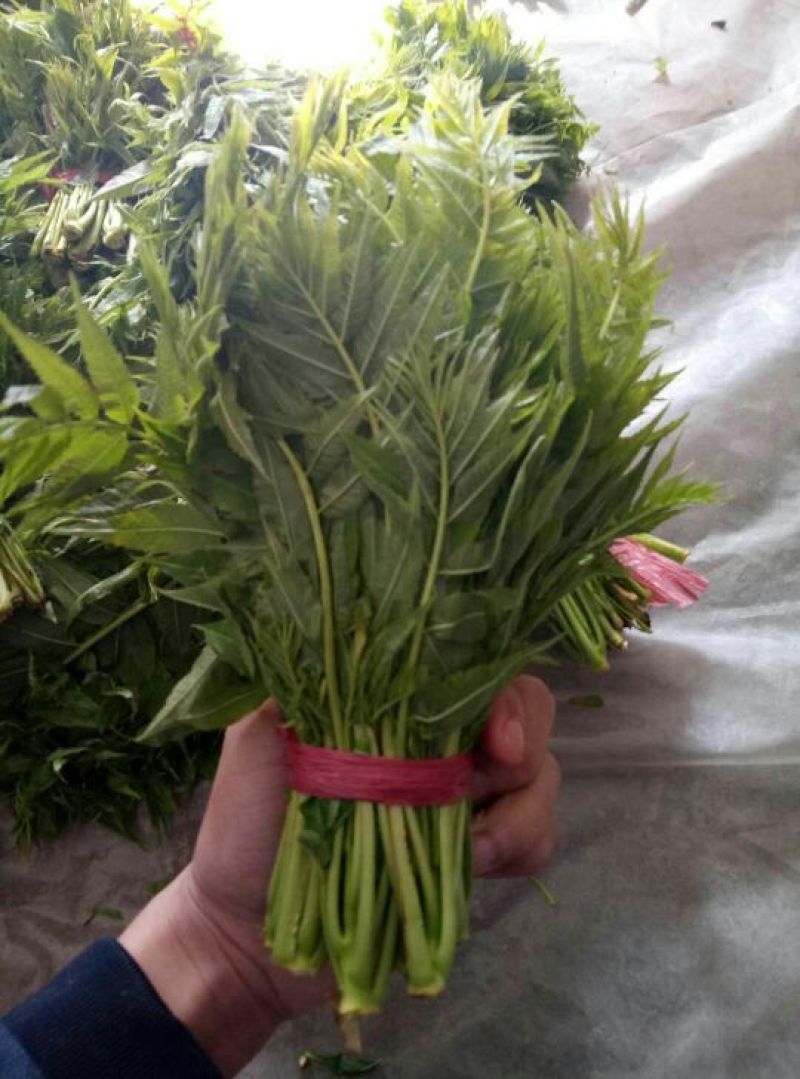 香椿芽20cm以下