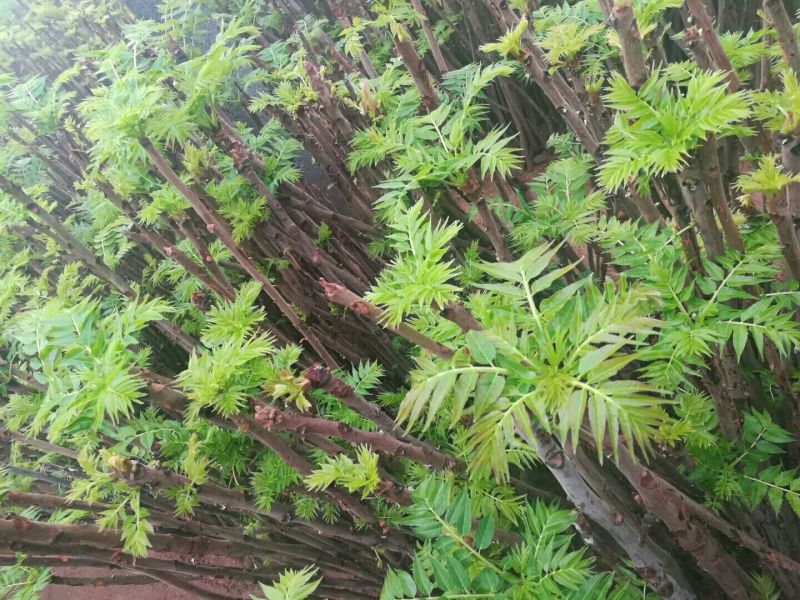 香椿芽20cm以下