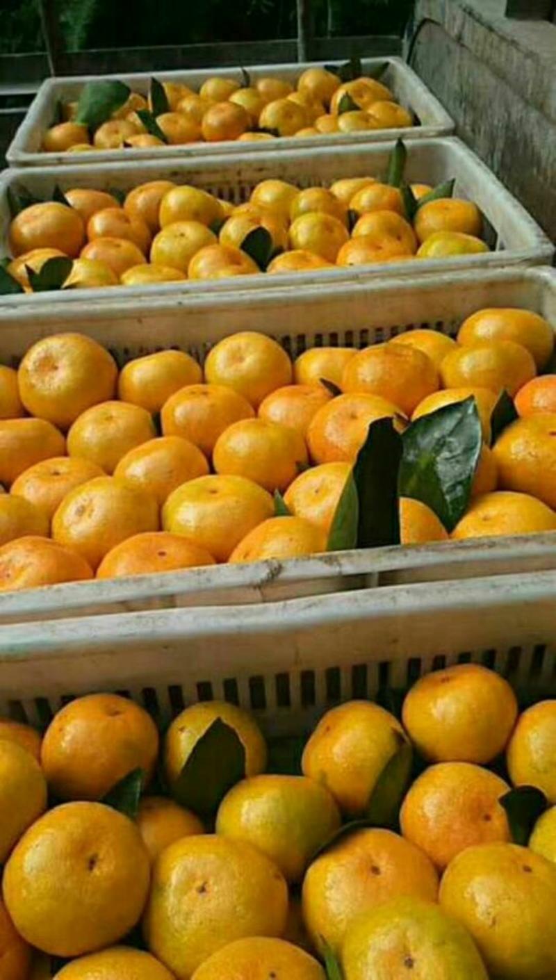 ❤❤特早蜜橘👏自家果园产地直销❤诚信代办👏