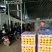 湖北精品蜜橘自家果园种植新鲜采摘实地看货一手货源