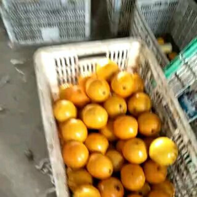 湖北精品蜜橘自家果园种植新鲜采摘实地看货一手货源