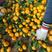 湖北精品蜜橘自家果园种植新鲜采摘实地看货一手货源