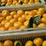 湖北精品蜜橘自家果园种植新鲜采摘实地看货一手货源