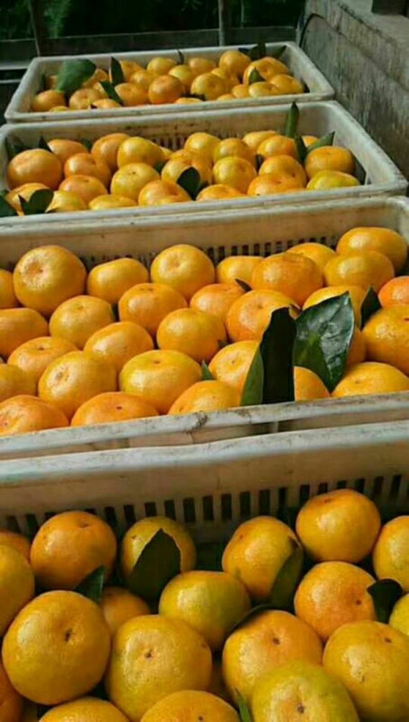 湖北精品蜜橘自家果园种植新鲜采摘实地看货一手货源