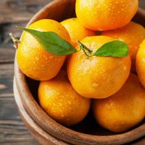 湖北精品蜜橘自家果园种植新鲜采摘实地一手货源