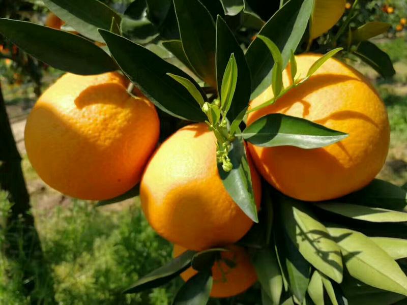 【自家果园】长虹脐橙专业种植品质保障价格合理