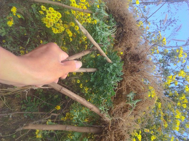 野菊花袋装