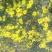 野菊花袋装