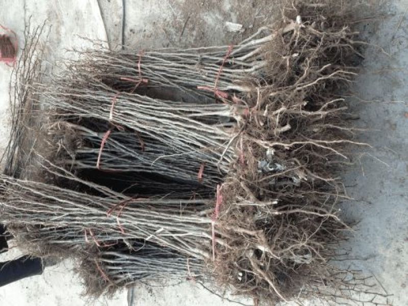 皂角树苗80~100cm大刺皂角苗皂荚树苗