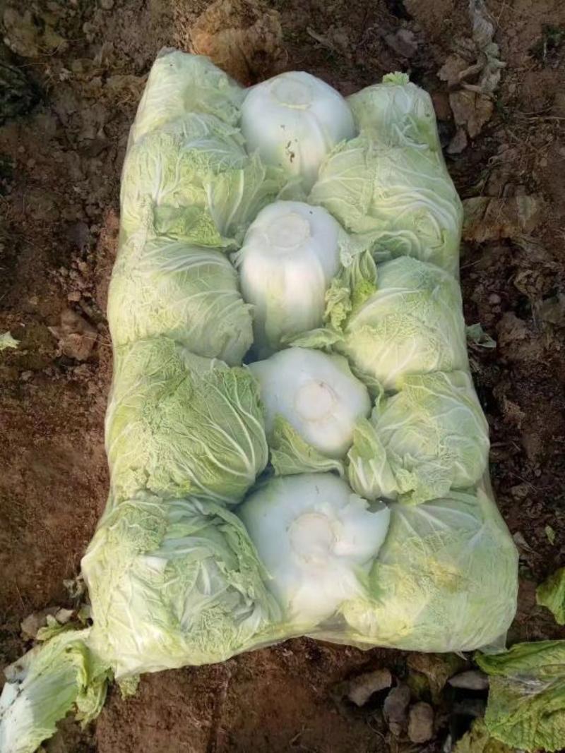 义和秋白菜净菜4~6斤