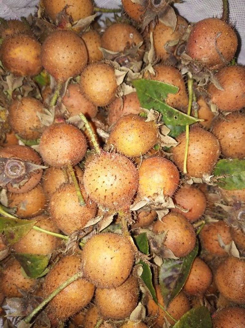 刺梨鲜