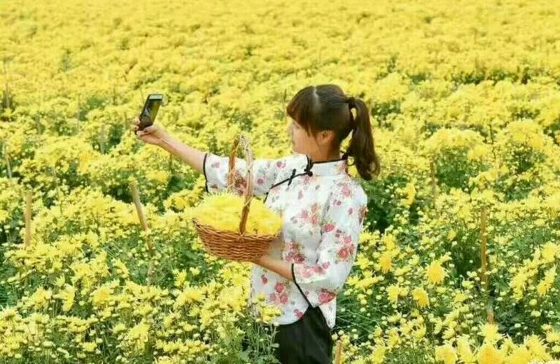 金丝皇菊茶活动买100送10朵