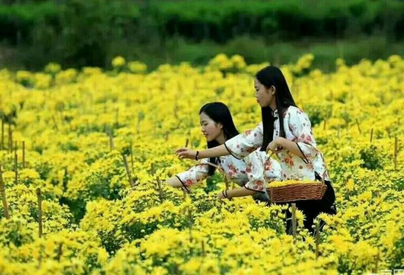 金丝皇菊茶活动买100送10朵