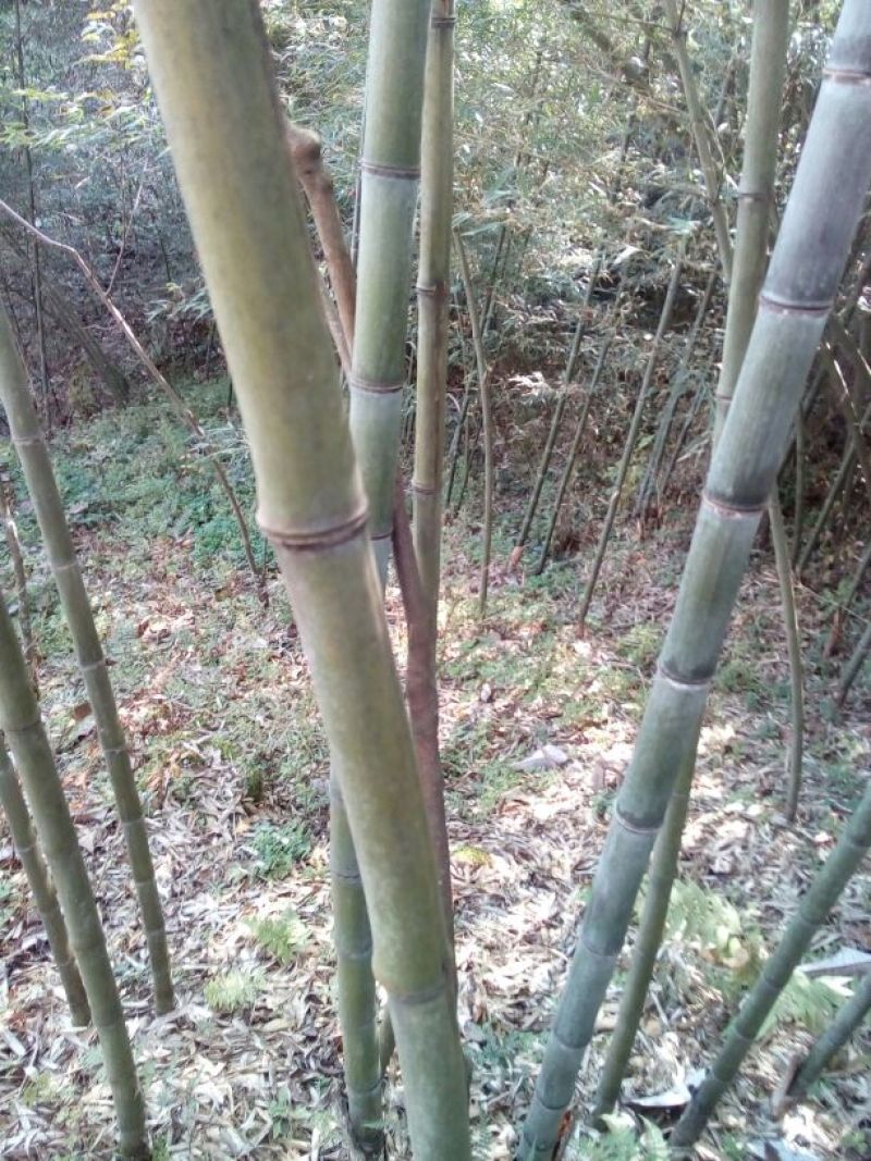 金竹5~6m