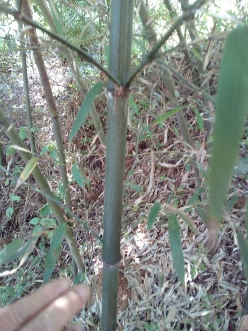 金竹5~6m