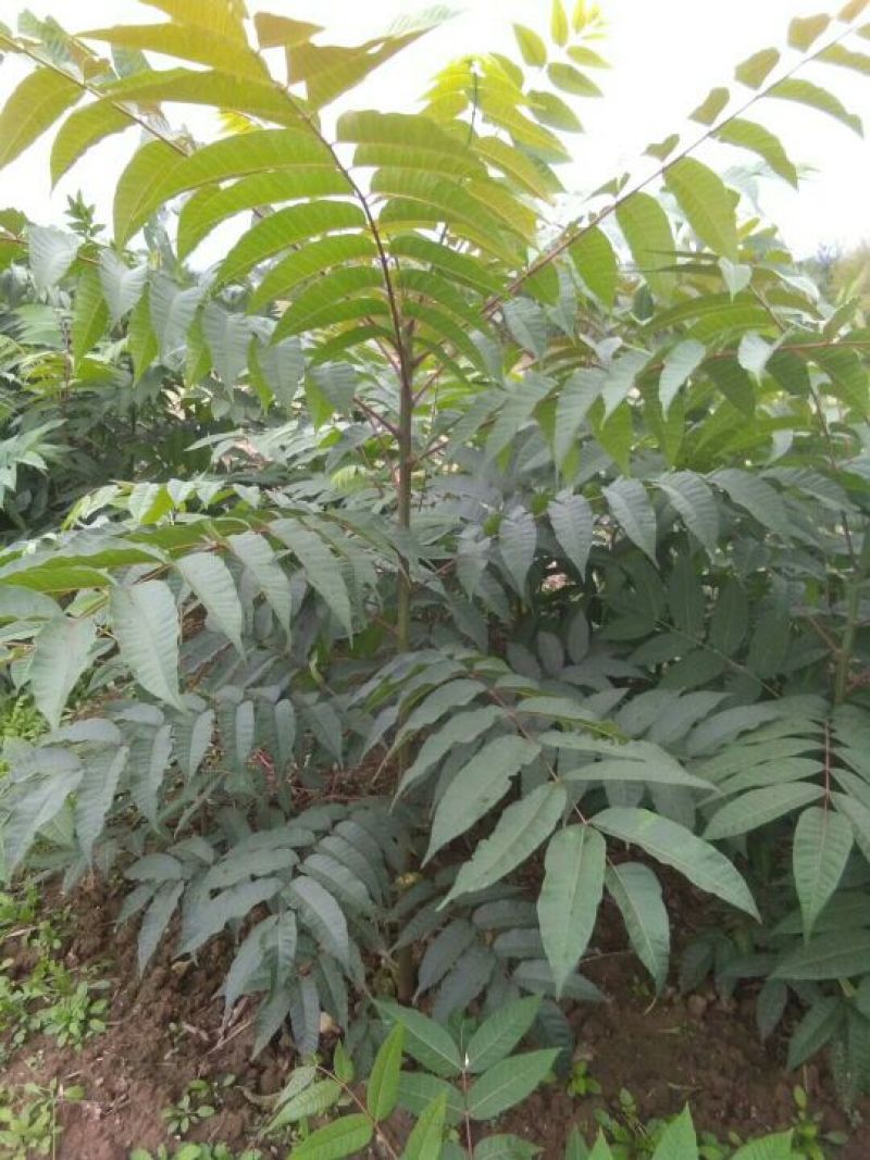 大棚红油香椿苗2一3公分