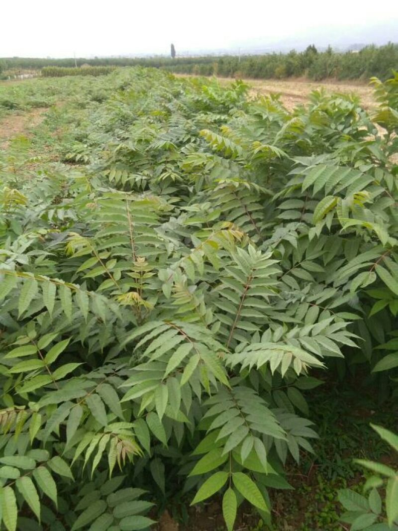 大棚红油香椿苗2一3公分