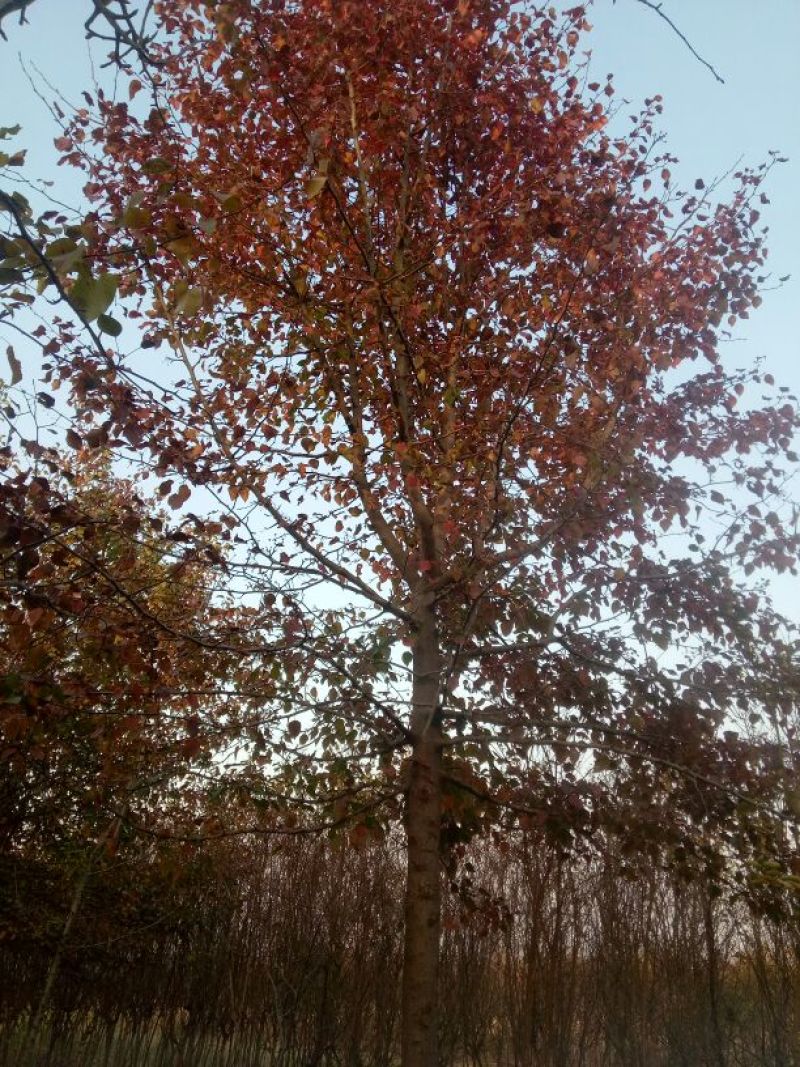 梨树8~10cm2.5~3米