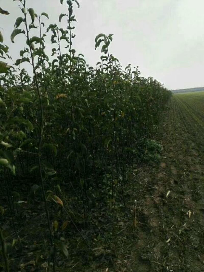 秋月梨树苗品种正宗可签订合同