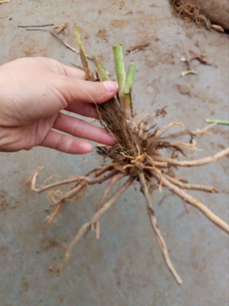 黄花菜种苗10~20cm