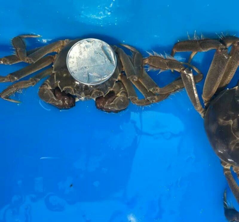 香辣蟹