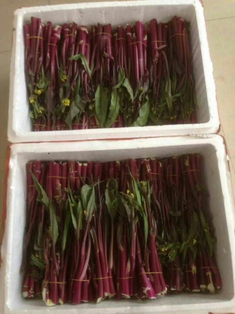 红菜苔20~30厘米