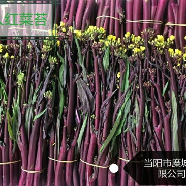 红菜苔20~30厘米