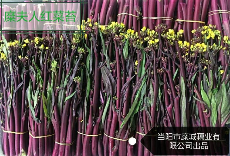 红菜苔20~30厘米