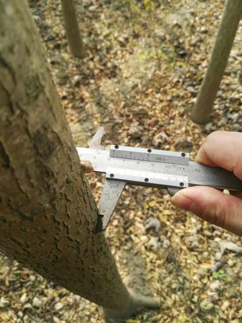 金枝槐1~2米8~10cm6~8cm