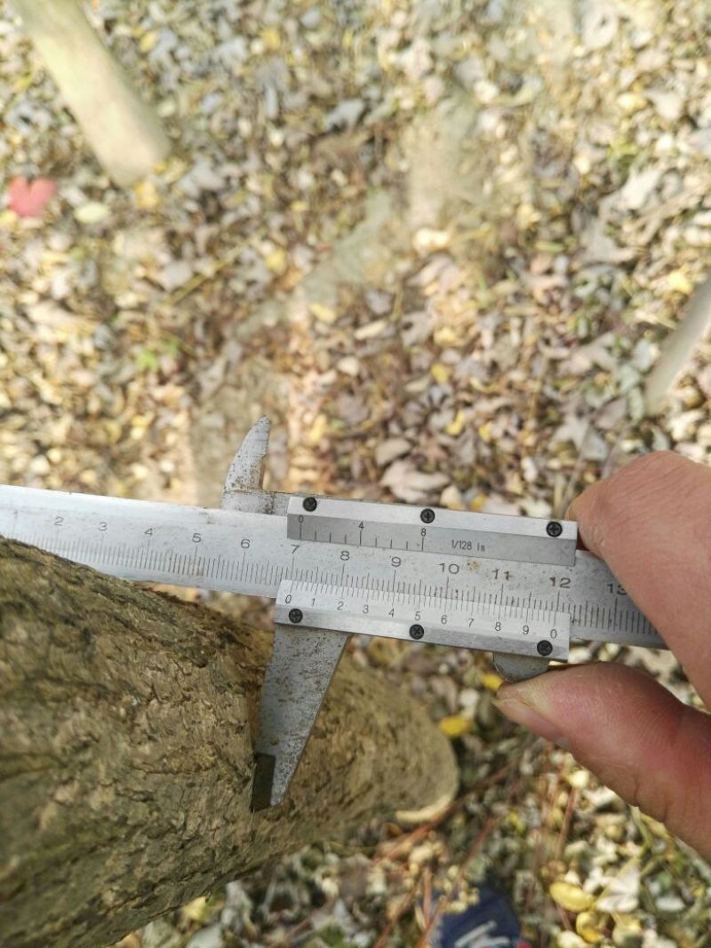 金枝槐1~2米8~10cm6~8cm