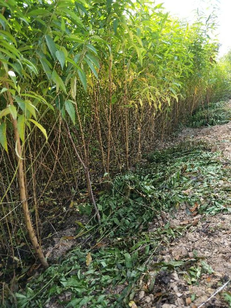 云南毛桃树苗地径0.5到一公分，价格便宜