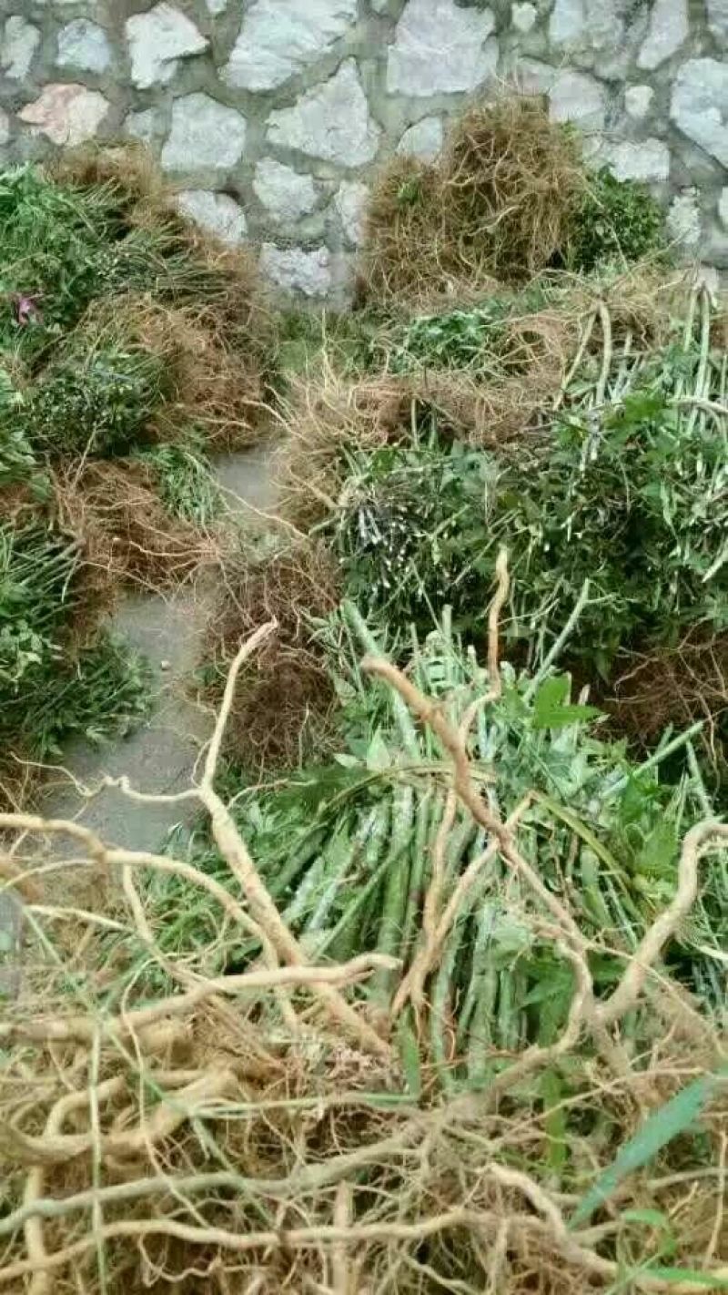 覆盆子苗