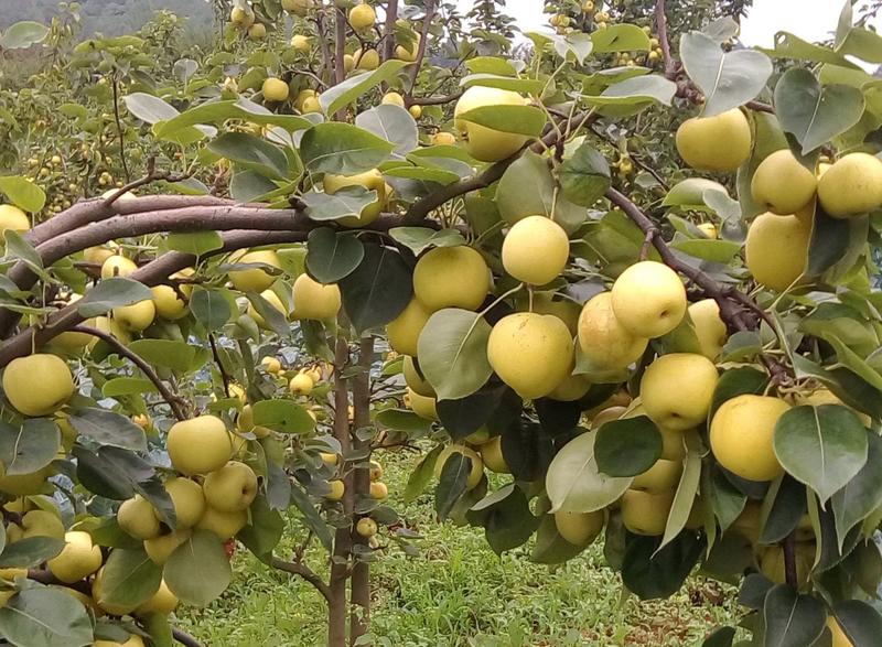 黄金梨树苗品种纯正，高产优质，保湿发货。