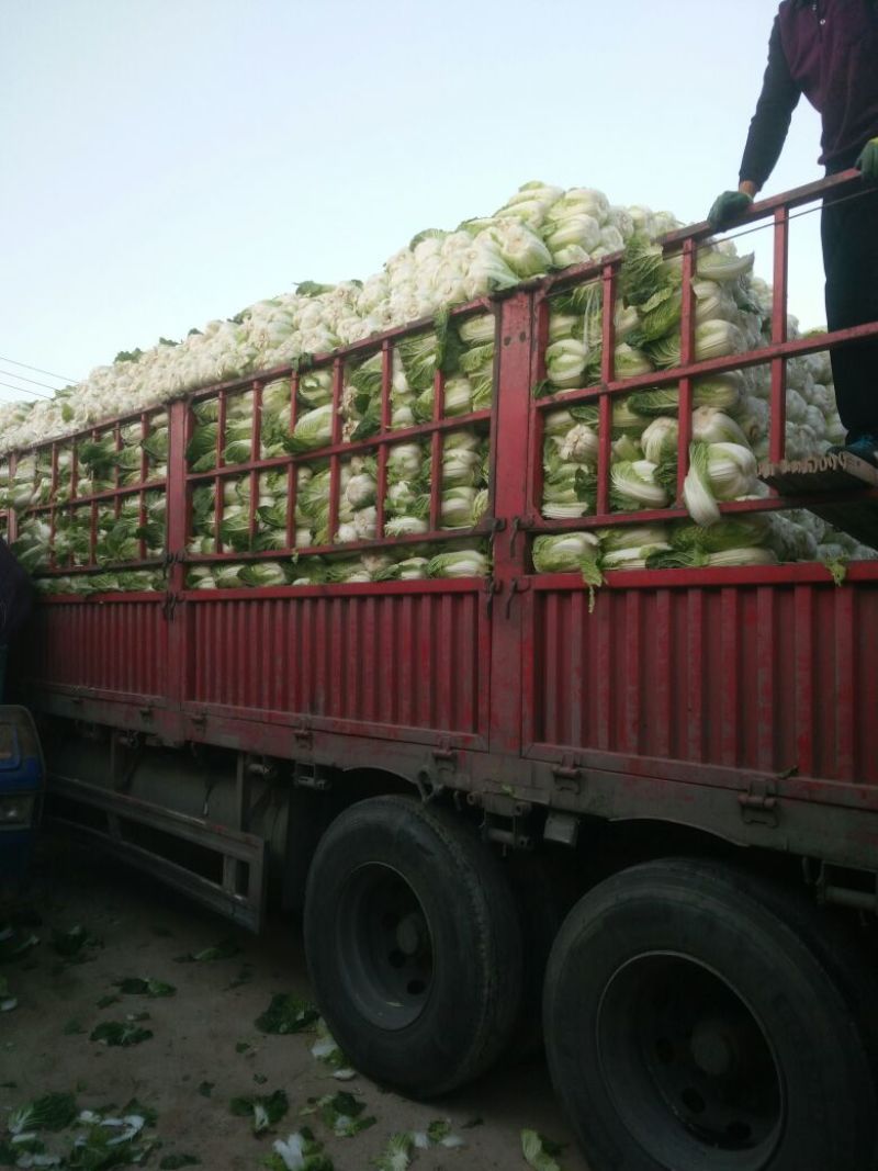 甘肃靖远精品大量上市优质货源产地直发全国供货