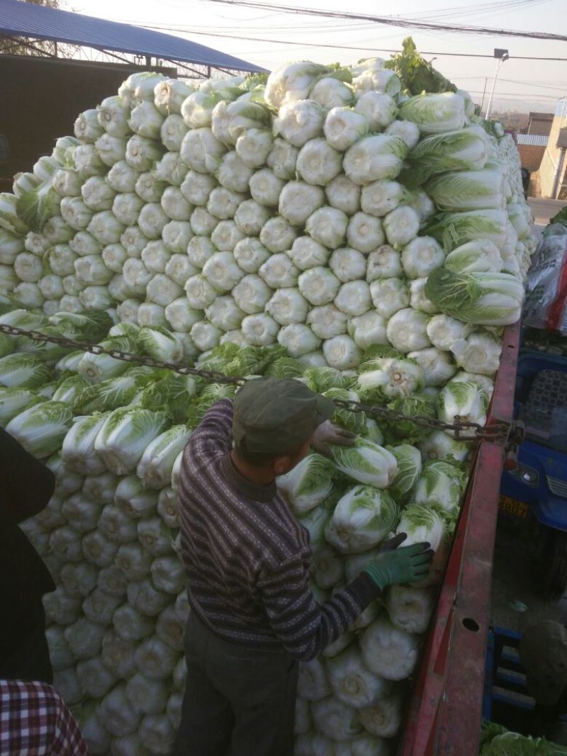 甘肃靖远精品大量上市优质货源产地直发全国供货