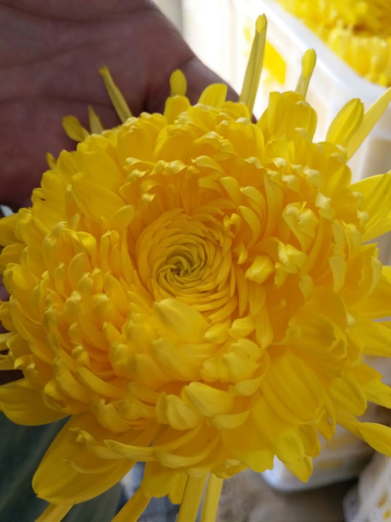 菊花茶特级